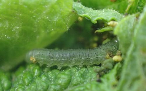 Réf. 232 509 : Nematinae inconnu